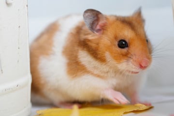 Hamster beißt zweifache Mutter tot