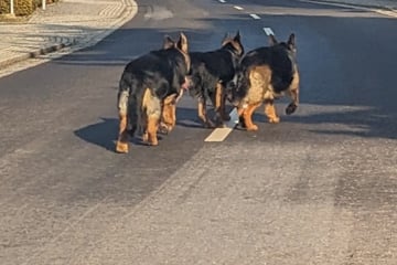 Trio zu neugierig: Polizei muss Ausreißer fangen