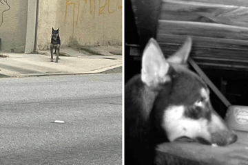 Hund sucht auf verlassenem Gelände nach Besitzer: Dann bricht er zwei Frauen das Herz