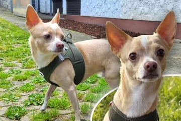 Kleiner Hund muss kurzerhand sein Bündel packen: Was wird nun aus "Burrito"?