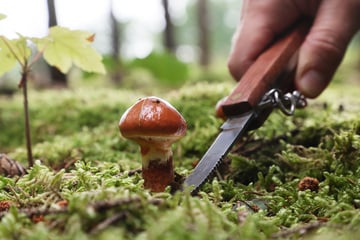 Polizei findet vermisste Frau nach Pilzsuche im Wald
