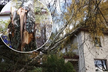 Sturm "Joshua" fegt über Chemnitz: Baum kracht auf Wohnhaus