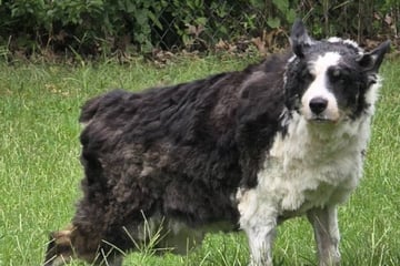 Hund verschwindet spurlos: Wo er zwei Wochen später wieder auftaucht, kann Frauchen nicht begreifen