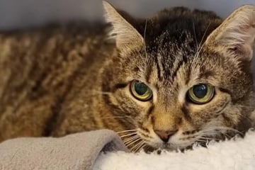 Sie lässt sich von Krankheiten nicht stoppen: Katze Paula hofft auf Happy End