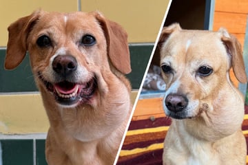 Dieses Hunde-Schicksal geht ans Herz: Hermine hofft auf ihr Happy End