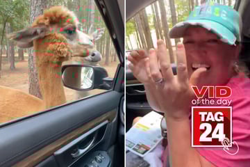 Viral Video of the Day for September 10, 2025: Alpaca spits perfectly on cue in hilarious TikTok