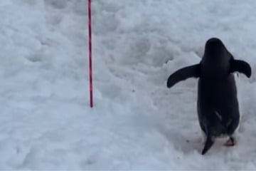 Stau auf der Eisstraße! Wie dieser höfliche Pinguin reagiert, lässt alle Herzen schmelzen