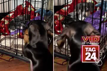 Viral Video of the Day for May 14, 2025: Sneaky sausage dog fakes jailbreak for impeccable toy heist!