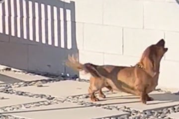 Dog becomes outraged at brick wall in adorable video