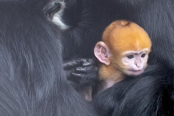 Wie niedlich ist das denn? Dieses Äffchen sieht aus wie eine Orange