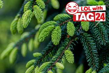 Joke of the Night for March 31, 2026: A tree-riffic funny