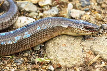 Schlangen-Schock im Schlafzimmer! Mann ruft wegen Riesen-Reptil Polizei - dann folgt die Überraschung