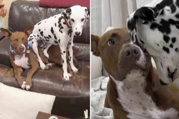 Watch as this clingy Dalmatian dog annoys his Pit Bull brother into submission