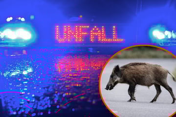 Unfall A9: Wildschweinrotte sorgt für zig Unfälle auf A9