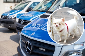 Hund nach Polizeischuss gestorben: Brisante Wendung und Anzeige gegen Beamten!