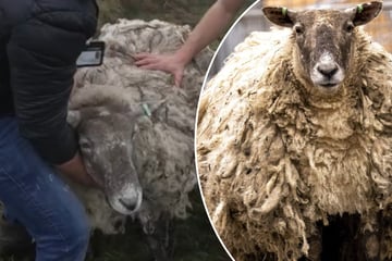 Schaf lebte zwei Jahre allein an Klippe und kämpft sich ins Leben zurück