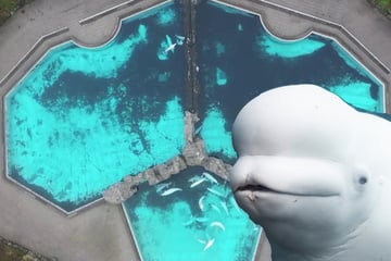 Meerespark droht mit der Einschläferung von 30 Beluga-Walen