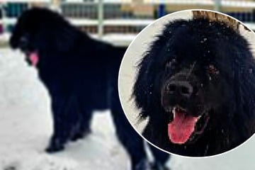 Neufundländer-"Mädchen" sucht Zuhause: Das sollte man aber bei Amara beachten