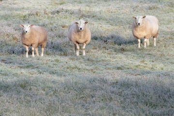 Berlin: Seuche rückt näher: Gefährliches Blauzungenvirus erreicht die Hauptstadt