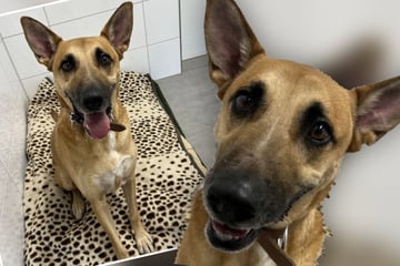 Missverstanden und allein gelassen: Hündchen Sam hat nur einen großen Wunsch