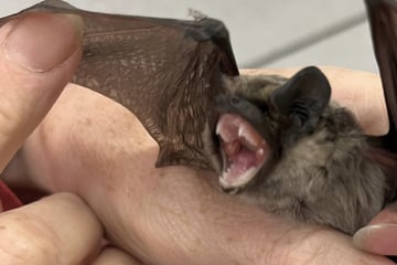Fledermaus verirrt sich in U-Bahn-Haltestelle