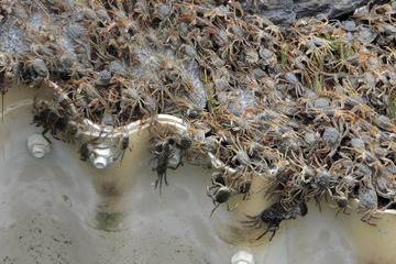 Hunderttausende Ekel-Krabben stürmen auf Hamburg zu