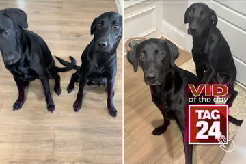 Viral Video of the Day for September 13, 2025: Black labs win hearts with adorable pre-dinner prayer ritual