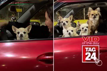 Viral Video of the Day for April 9, 2026: Five chihuahua dogs pop up out of nowhere in adorable car clip