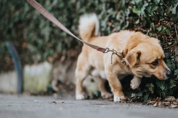 Kommt der Gassi-Zwang? Hundehalter empört über neuen Gesetzesvorschlag