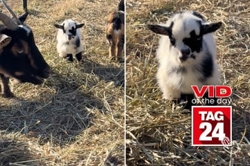 Viral Video of the Day for January 19, 2025: Baby goat stares into your soul!