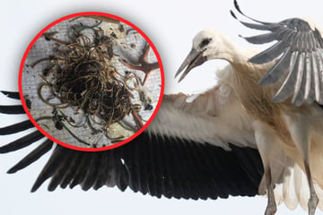 "So etwas habe ich noch nie gesehen": Dieses Knäuel hätte jungen Storch fast das Leben gekostet