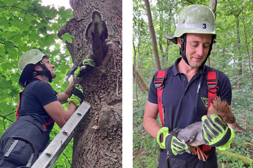 Gänsesäger bringt sich selbst in Not: Feuerwehr rettet Tier mit Hammer und Stechbeitel!