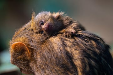 Stuttgart: Putziger Nachwuchs bei Zwergseidenäffchen in Stuttgart