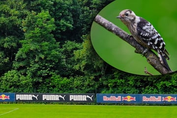 Umweltverbände entsetzt: Stadt will Vogelwald opfern, damit RB Leipzig wachsen kann