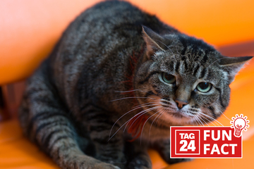 Unnützes Wissen: Fun Fact am 7.5.2024 über Mensch und Katze