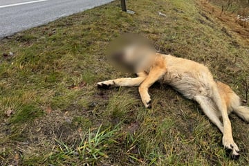 Zwei Wölfe sterben bei Wildunfall im Landkreis Havelland