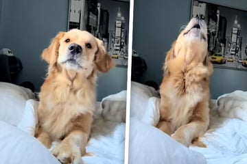 Frauchen verpasst morgendliche Gassi-Runde: Reaktion ihres Golden Retrievers spricht Bände