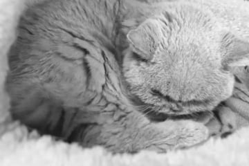 Katze Tessa kämpfte bis zuletzt: Tierheim trauert um tapfere Samtpfote