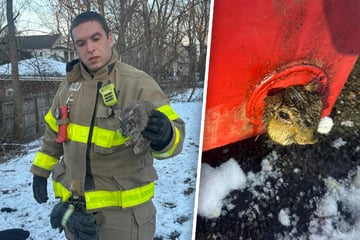 Einsatz an Weihnachten: Feuerwehr befreit hilfloses Eichhörnchen