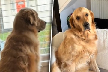 Puppy works tirelessly to earn the trust of anxious dog brother: what happens next melts hearts