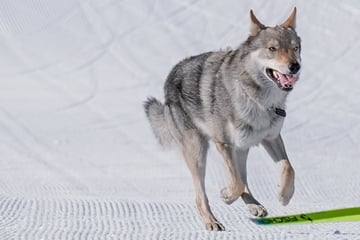Wolf-Alarm bei Olympia? Tier stürmt plötzlich auf die Loipe