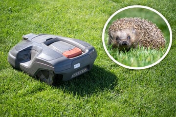 Sachsen-Anhalt diskutiert Mähroboter-Verbot: Appell aus Igel-Pflegestelle