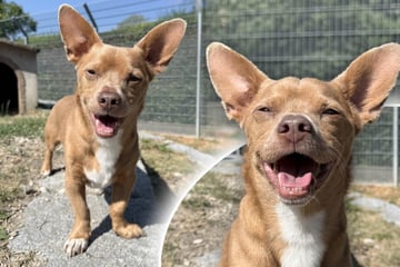 Chihuahua-Mix muss sein Bündel packen: Findet Mikey sein Happy End?