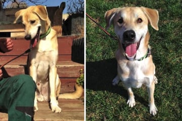 Labrador-Mischling feilt an Exit-Strategie: Ob Benny endlich den Absprung schafft?