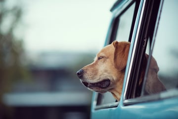 Hund stirbt in brennendem Wohnwagen