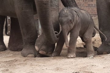 Pfleger bei Dienstbeginn überrascht: Baby-Elefant im Zoo Leipzig geboren