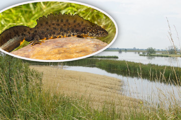 Leipzig: Kehren diese seltenen Amphibien schon bald in den Landkreis Leipzig zurück?