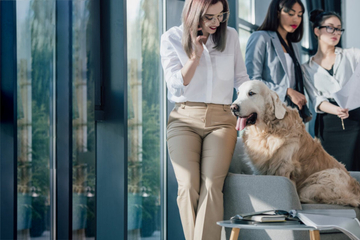 Getting an office dog: Pros and cons and the friendliest dog breeds