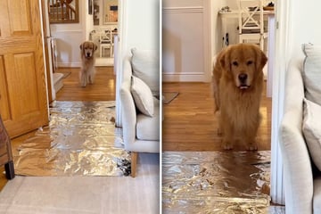 Haben Golden Retriever Angst vor Alufolie? Experiment von Herrchen amüsiert so viele!