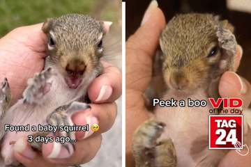 Viral video of the day for March 19, 2023: Baby squirrel plays peek-a-boo!